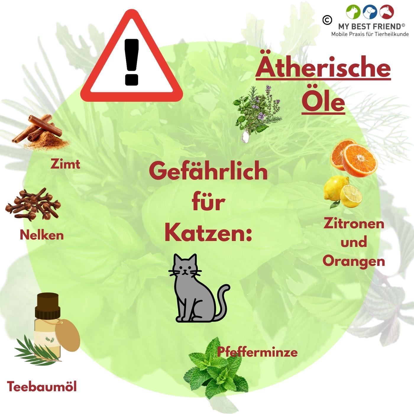 ÄtherischeÖle-Katze-das lass sein (Album-Cover)