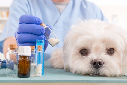 Vet holding homeopathic globules for a little maltese dog