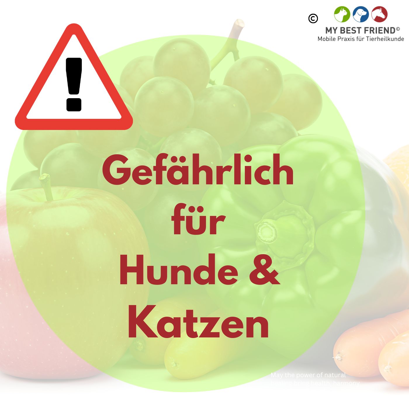 Gefährliches für Hunde & Katzen (Album-Cover)