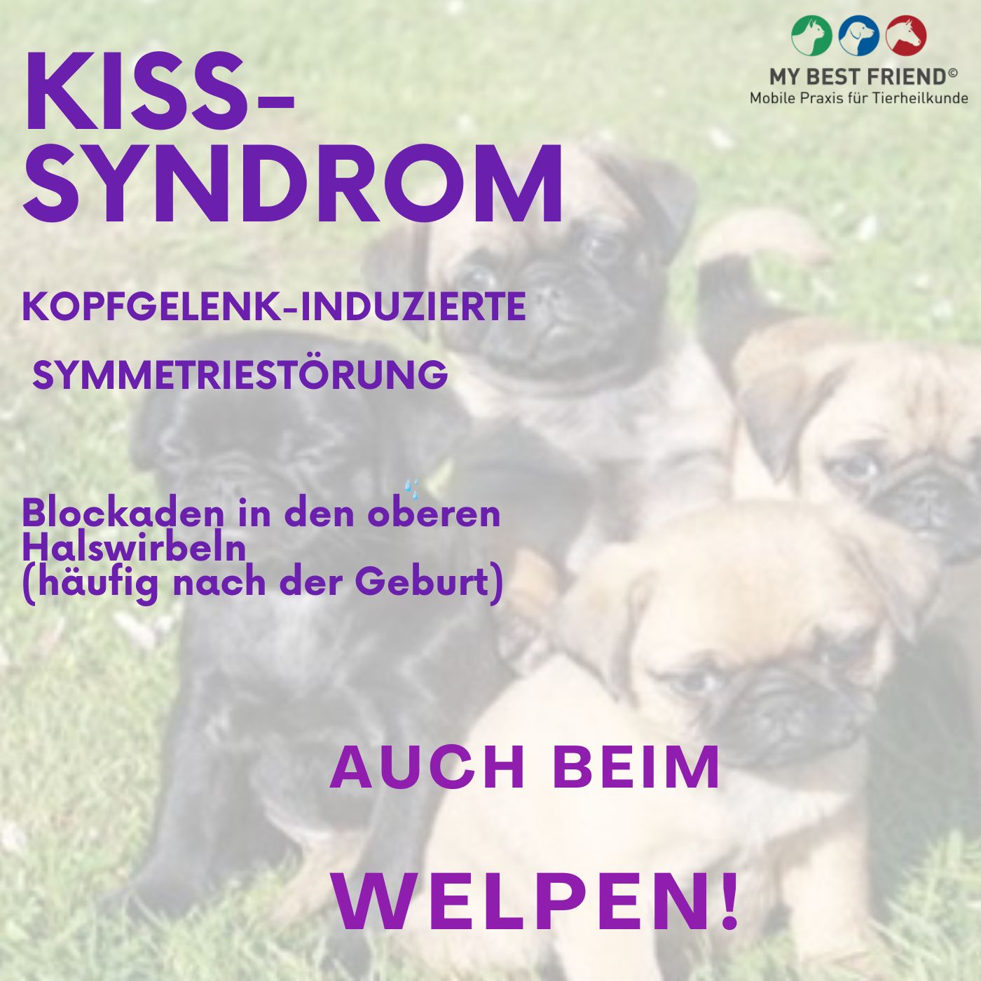 Kiss Hunde (Album-Cover)