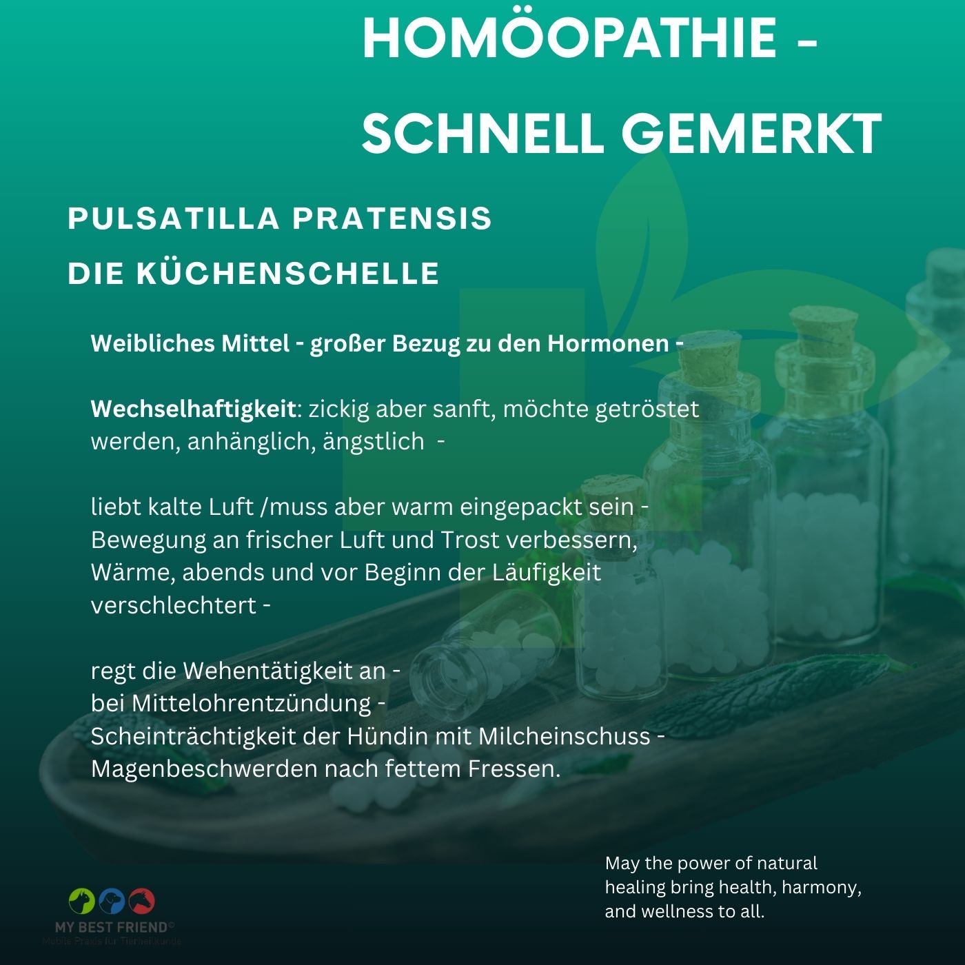 Kopie von Homöopathie - schnell - Pulsatilla (Spotify) (Album-Cover)