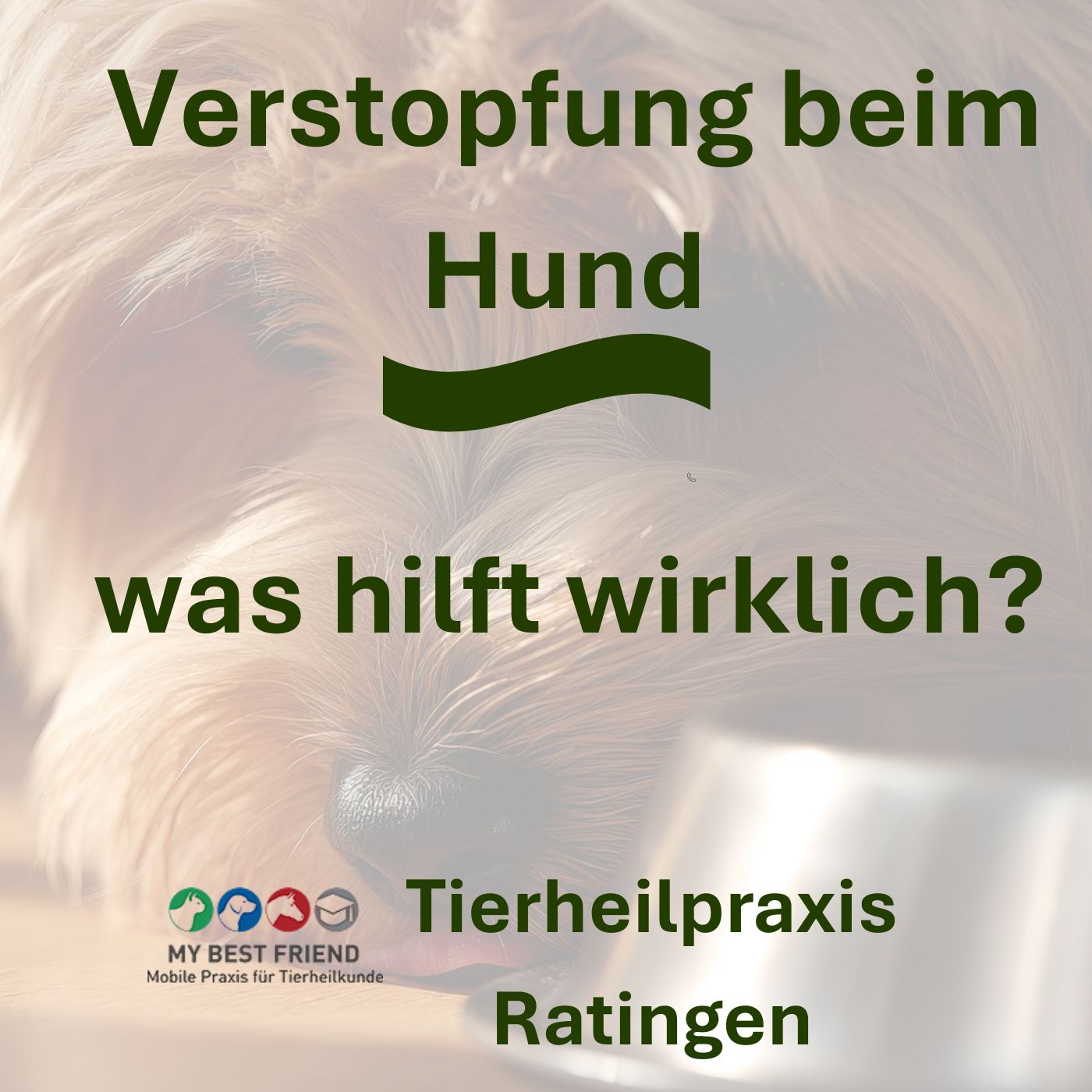 VerstopfungbeimHund (Album-Cover)