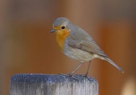 512px-Rouge_gorge_familier_-_crop_(WB_correction)