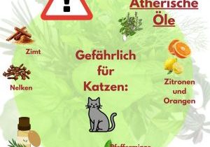 ÄtherischeÖle-Katze-das lass sein (Album-Cover)