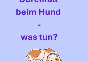 DurchfallbeimHund-(YouTube Shorts) (Album-Cover)