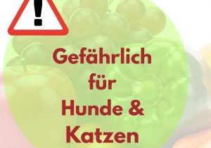 Gefährliches für Hunde & Katzen (Album-Cover)