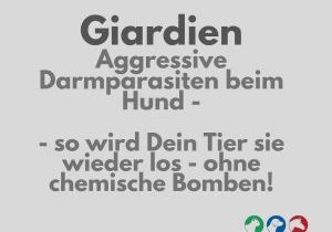 GiardienSpotifythumbnail