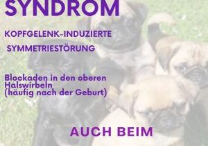 Kiss Hunde (Album-Cover)
