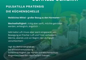 Kopie von Homöopathie - schnell - Pulsatilla (Spotify) (Album-Cover)