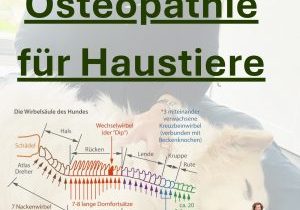 ShortOsteopathie(Smartphone-Video)2 (Album-Cover)