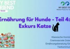 ThumbnailYouTube-Ernährung-Hunde,Teil4a-Katze