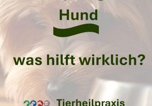 VerstopfungbeimHund (Album-Cover)