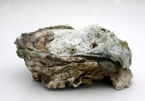 vecteezy_thai-seafood-oyster_11580488