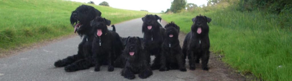 Mehrere schwarze Hunde auf einem kleinen Landweg im Grünen