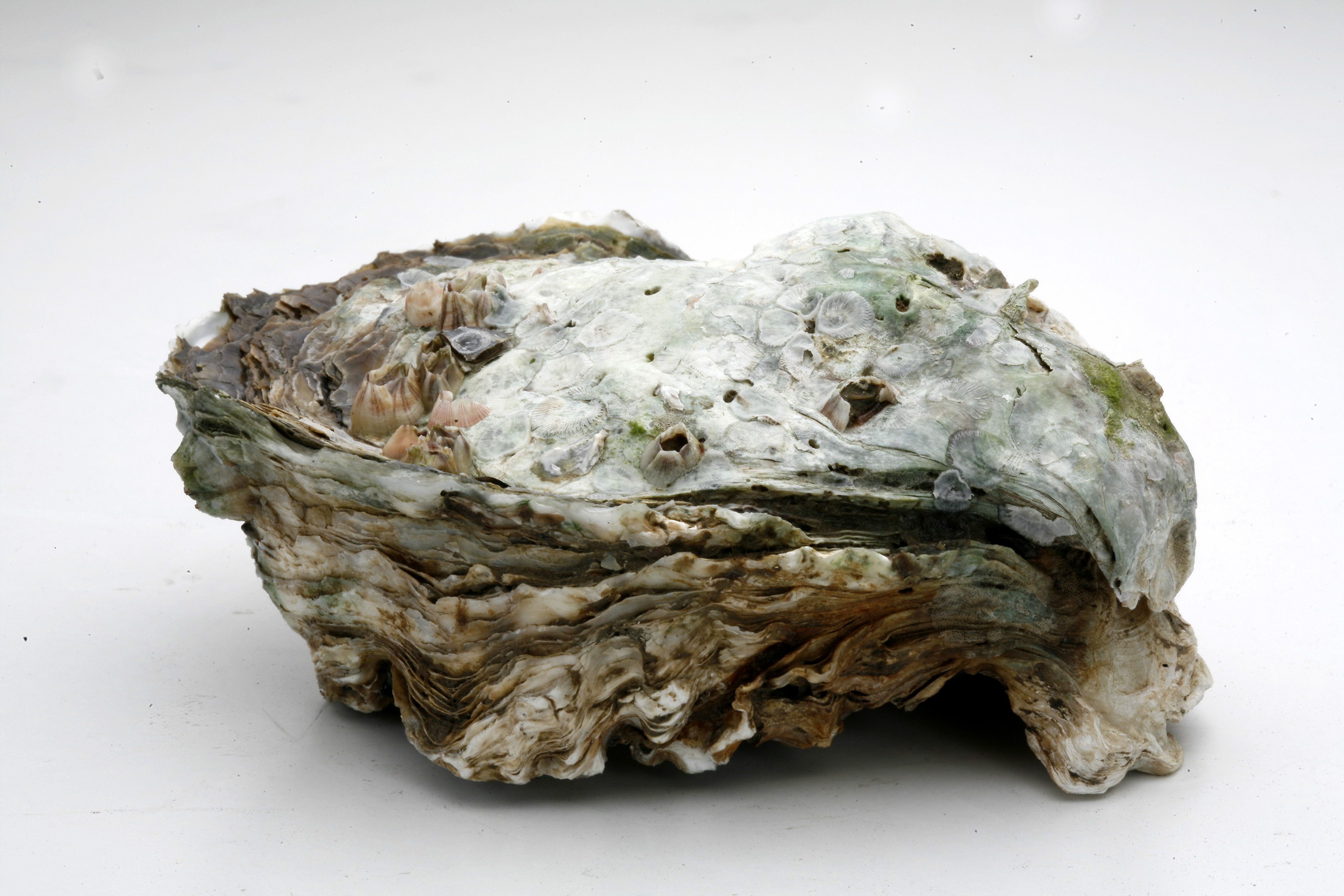 vecteezy_thai-seafood-oyster_11580488